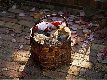 《使命召唤：黑色行动6》第三赛季开始允许主机玩家限制跨平台